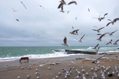 Soğuk bir kış gününde deniz kenarında uçan martılar..