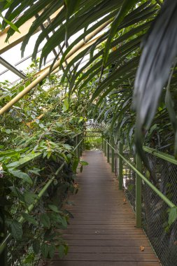 Hollanda, Leiden 'daki botanik bahçesinde tropik çalılar ve ağaçlar.