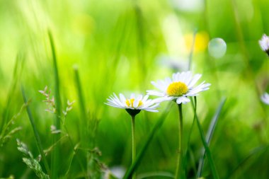 Bellis perennis veya yeşil çimenli İngiliz papatya çiçekleri, yeşil çimenli papatya çiçekleri.