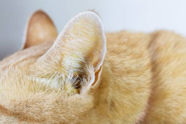 Sarı kulaklı hasta kedi, pankreas iltihabı, sarılık belirtileri.