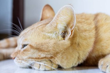 Karaciğer hastalığı ve pankreatit nedeniyle sarı kulaklı kedi, kedi sağlığı sorunları