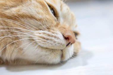 Pankreas iltihabı, kedi sarılığı semptomları, veteriner sağlığı konsepti...