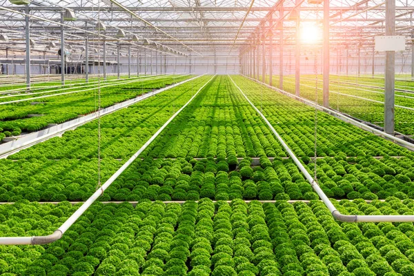 緑の栽培の行と太陽がガラスを通して輝く産業温室農業 — ストック写真