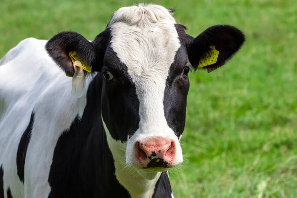 Siyah Beyaz Holstein Frizya Sığır Inekleri Tarım Arazisinde Otluyor — Stok fotoğraf