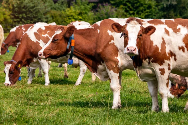 Holstein Friesian Βοοειδή Βόσκησης Γεωργικές Εκτάσεις Στην Ολλανδία — Φωτογραφία Αρχείου