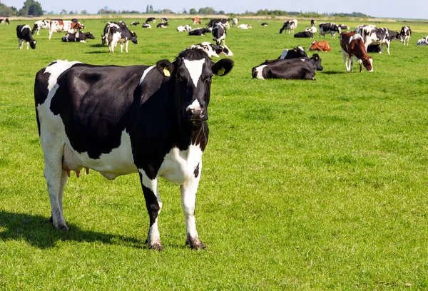 Vacas Gado Friesianas Holandesas Pretas Brancas Pastando Terras Agrícolas — Fotografia de Stock