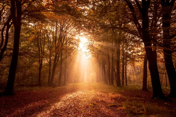 Sunlight Shining Trees Forest Fallen Leaves Path Autumn — Stock Photo, Image