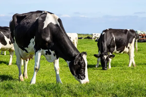 Vaches Laitières Holstein Friesian Noires Blanches Pâturant Sur Des Terres Images De Stock Libres De Droits