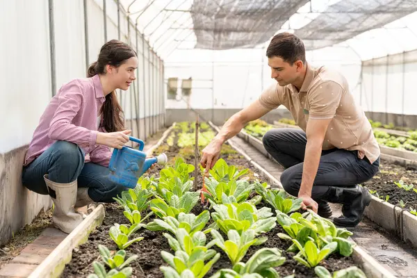 Kafkasyalı çiftçi çifti mutlu ve mutlu bir şekilde hidrofonik sebze çiftliğinde çalışıyor..