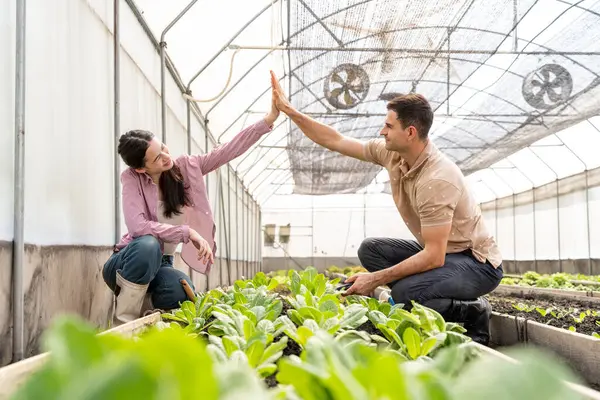Kafkasyalı çiftçi çifti mutlu ve mutlu bir şekilde hidrofonik sebze çiftliğinde çalışıyor..