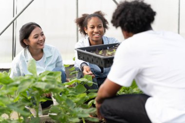 Asyalı kadın çiftçi ve zenci erkek ve kadınlar hidrofonik sebze çiftliğinde mutlu ve neşeyle çalışıyorlar..