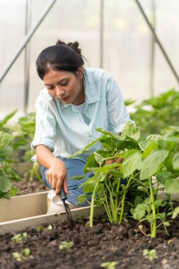 Genç Asyalı kadın çiftçi hidroponik sebze çiftliğinde mutlu ve neşeyle çalışıyor. Küçük İşletme, İş Sahibi
