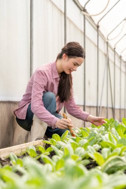 Kafkasyalı çiftçi kadınlar mutlulukla ve neşeyle hidroponik sebze serasında çalışıyorlar. Küçük işletme, sahip işletmesi