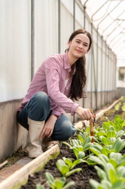 Kafkasyalı çiftçi kadınlar mutlulukla ve neşeyle hidroponik sebze serasında çalışıyorlar. Küçük işletme, sahip işletmesi