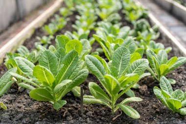 Romaine marulu ya da serada marul kesimi..