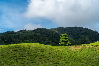 Single tree on the green tea garden mountain with forest and blue sky background. Landscape tea plantation of Cameron Highlands in Malaysia.