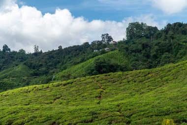 Beautiful Tea plantation landscape in Cameron highlands, Malaysia. Green Tea garden mountain isolated with blue sky and cloud, design concept for the tea product background.