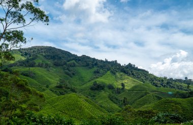 Beautiful Tea plantation landscape in Cameron highlands, Malaysia. Green Tea garden mountain isolated with blue sky and cloud, design concept for the tea product background.
