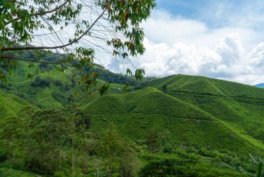 Beautiful Tea plantation landscape in Cameron highlands, Malaysia. Green Tea garden mountain isolated with blue sky and cloud, design concept for the tea product background.