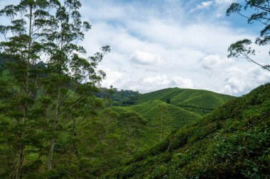 Beautiful Tea plantation landscape in Cameron highlands, Malaysia. Green Tea garden mountain isolated with blue sky and cloud, design concept for the tea product background.