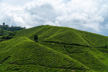 Beautiful Tea plantation landscape in Cameron highlands, Malaysia. Green Tea garden mountain isolated with blue sky and cloud, design concept for the tea product background.