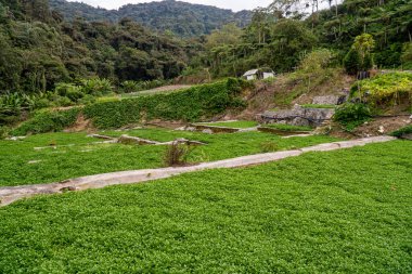 Landscape of watercress plantation, terraced vegetable fields. Farming on forest mountain. Agriculture farm and rural village on hillside. Cameron highlands, Malaysia.