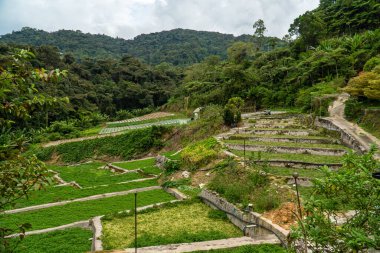 Landscape of watercress plantation, terraced vegetable fields. Farming on forest mountain. Agriculture farm and rural village on hillside. Cameron highlands, Malaysia.
