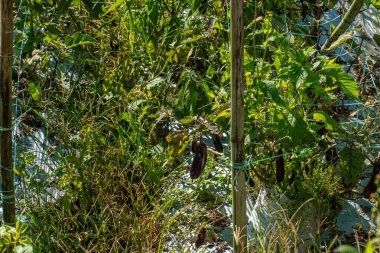 Eggplant plant growing in farm. Aubergine eggplant plants in plantation. Aubergine vegetables harvest. Eggplant fruit and green leaves. Eggplant field