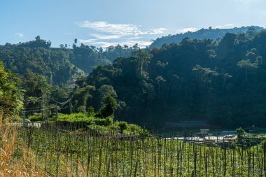 Agriculture land and farming. Vegetable plantation on a farm on a sunny day. Agricultural landscape. Eggplant farm on mountain with greenhouse under cloudy sky