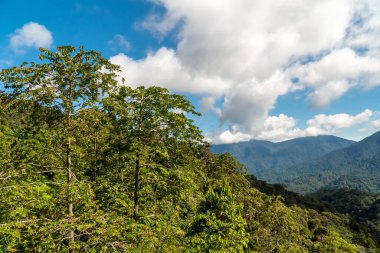 Sunny afternoon. wonderful summer landscape in mountain. Rural scenery. Forest valley view. Blue Ridge Mountains. Blue sky with clouds over layers of green meadow hills and mountain range