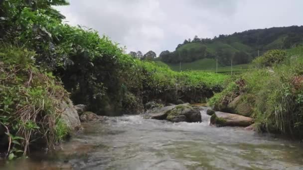 River Stream Waterfall Forest Landscape Water Flow Stream Rocks Mountain — Stockvideo