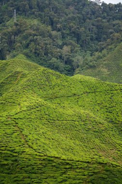 Cameron Highlands, Malezya 'daki çay tarlası manzarası. Yeşil çay bahçesi sıradağları. Ekolojik çay bahçesi. Assam çay bahçesi. Hasattan önce çay. Çay tarlası terası ve dokusu