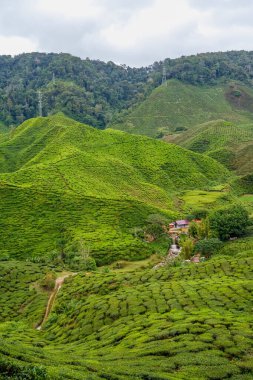 Cameron Highland 'daki çay tarlası. Köy evi ve şelale nehri çay tarlası sıradağlarıyla çevrili. Doğa bahçesi parkına giden köy yolu. Yeşil çay bahçesinden geçen patika.