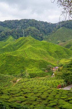 Cameron Highland, Pahang, Malezya 'daki çay tarlaları. Yeşil çay bahçesi ve ev manzarası. Dağ sırası ve şelale