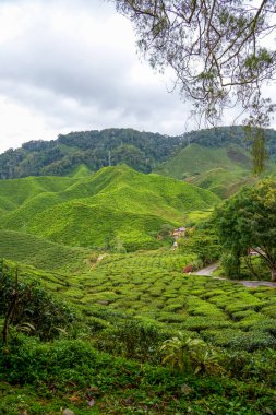 Dağdaki yeşil çay tarlalarındaki manzara yolu. Geniş yollu çay bahçesi. Yol ve ağaçlı çayır. Cameron dağlık arazisinin doğa manzarası, Malezya