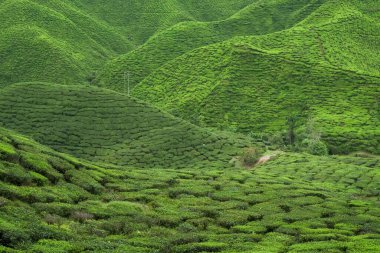Cameron Highlands, Malezya 'daki çay tarlası manzarası. Yeşil çay bahçesi sıradağları. Ekolojik çay bahçesi. Assam çay bahçesi. Hasattan önce çay. Çay tarlası terası ve dokusu