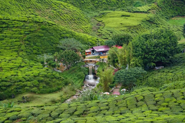 Tea plantations fields on Cameron Highland, Pahang, Malaysia. Village house and waterfall river surrounded by green tea garden mountain. Nature garden park on mountain range.