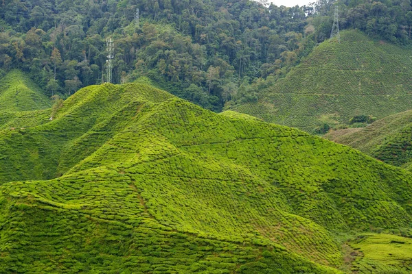 Paisaje Plantaciones Cameron Highlands Malasia Verde Jardín Cordillera Jardín Ecológico — Foto de Stock