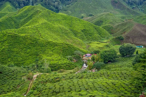 Tea plantation field on Cameron Highland. Village house and waterfall river surrounded by tea plantation mountain range. Country road to nature garden park. Footpath through green tea garden.