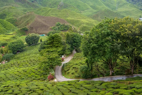 Scenic road in green tea plantations in mountain. Tea garden with widing road. Tea meadow with road and tree. Nature landscape of Cameron highlands, Malaysia