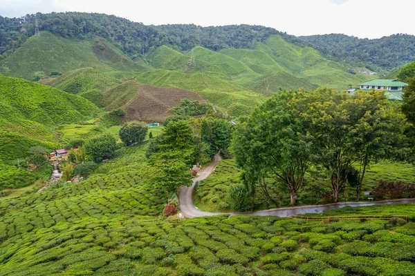 山中绿茶种植园的风景路 有宽阔道路的茶园 有道路和树木的茶园 马来西亚卡梅隆高地的自然景观 — 图库照片