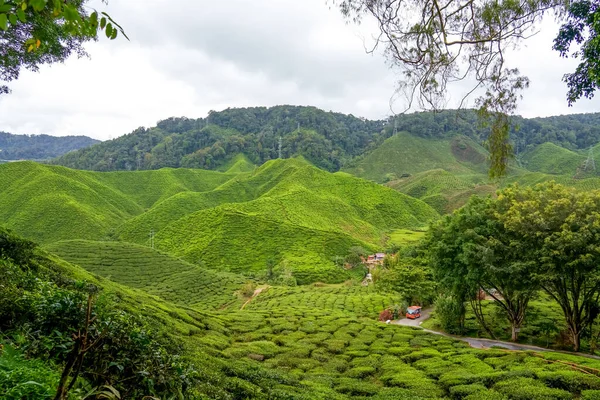 Scenic road in green tea plantations in mountain. Tea meadow with road and tree. Car driving along tea plantation field. Tourist shuttle car drive on widing road. Nature landscape of Cameron highlands