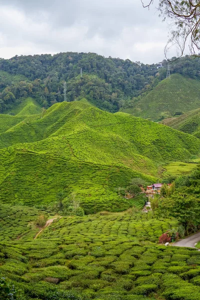Tea plantations fields on Cameron Highland, Pahang, Malaysia. Green tea garden and house landscape. Mountain range and waterfall