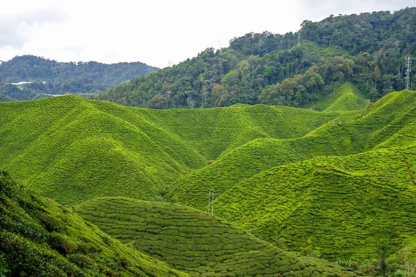 Paisaje Plantaciones Cameron Highlands Malasia Verde Jardín Cordillera Jardín Ecológico — Foto de Stock