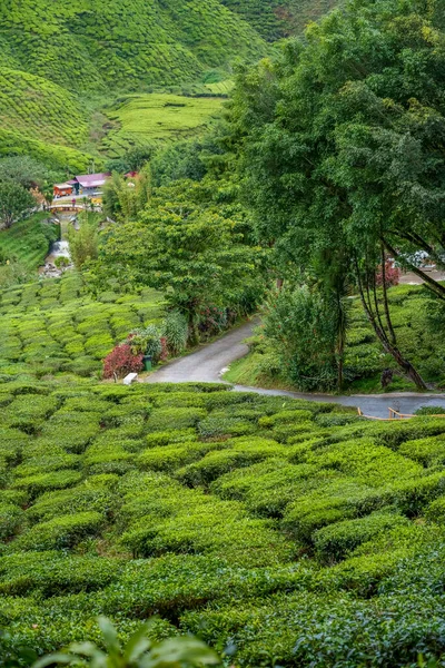 Malerische Straße Grünen Teeplantagen Den Bergen Teegarten Mit Breiter Straße — Stockfoto