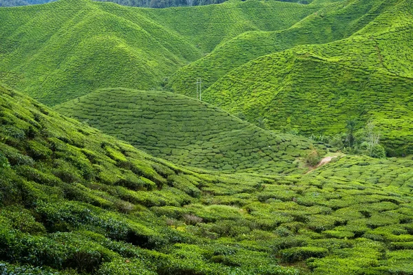 Τοπίο Φυτειών Τσαγιού Στα Υψίπεδα Κάμερον Της Μαλαισίας Πράσινο Τσάι — Φωτογραφία Αρχείου