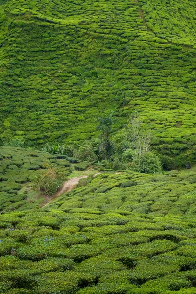 Pole Plantacji Herbaty Cameron Highland Pahang Malezja Wiejska Droga Assam — Zdjęcie stockowe