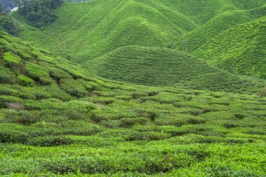 Cameron Highlands, Malezya 'daki çay tarlası manzarası. Yeşil çay bahçesi sıradağları. Ekolojik çay bahçesi. Assam çay bahçesi. Hasattan önce çay. Çay tarlası terası ve dokusu