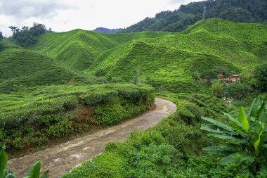 Cameron Highland, Pahang, Malezya 'daki çay tarlası. Assam çay bahçesindeki köy yolu. Yeşil çay bahçesinden geçen patika. Çay tarlası dokusu