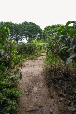 Cameron Highland, Pahang, Malezya 'daki toprak çay tarlası yolu. Assam çay bahçesindeki köy yolu. Yeşil çay bahçesinden geçen patika